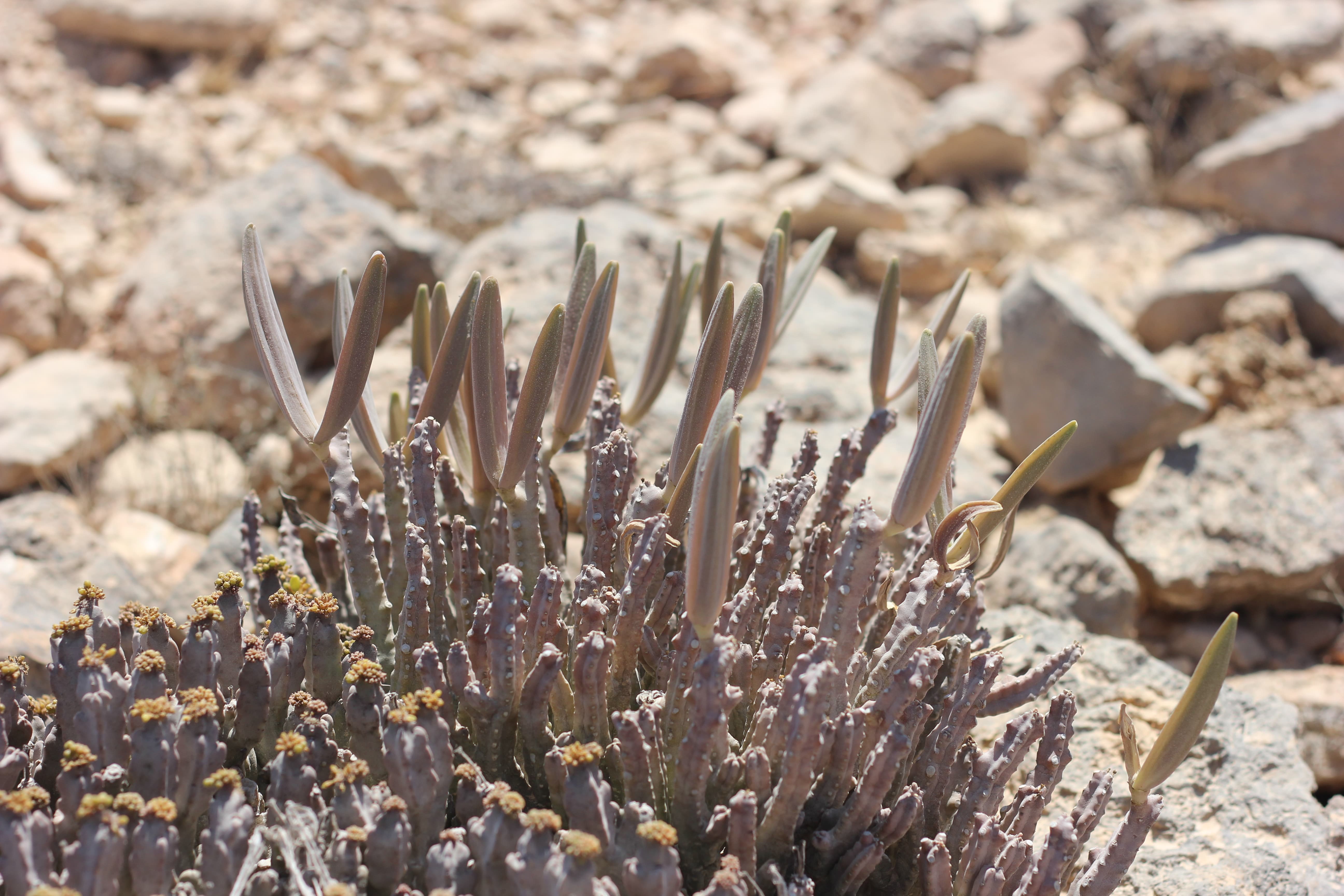 Plant Image